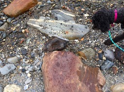 IMG_0619